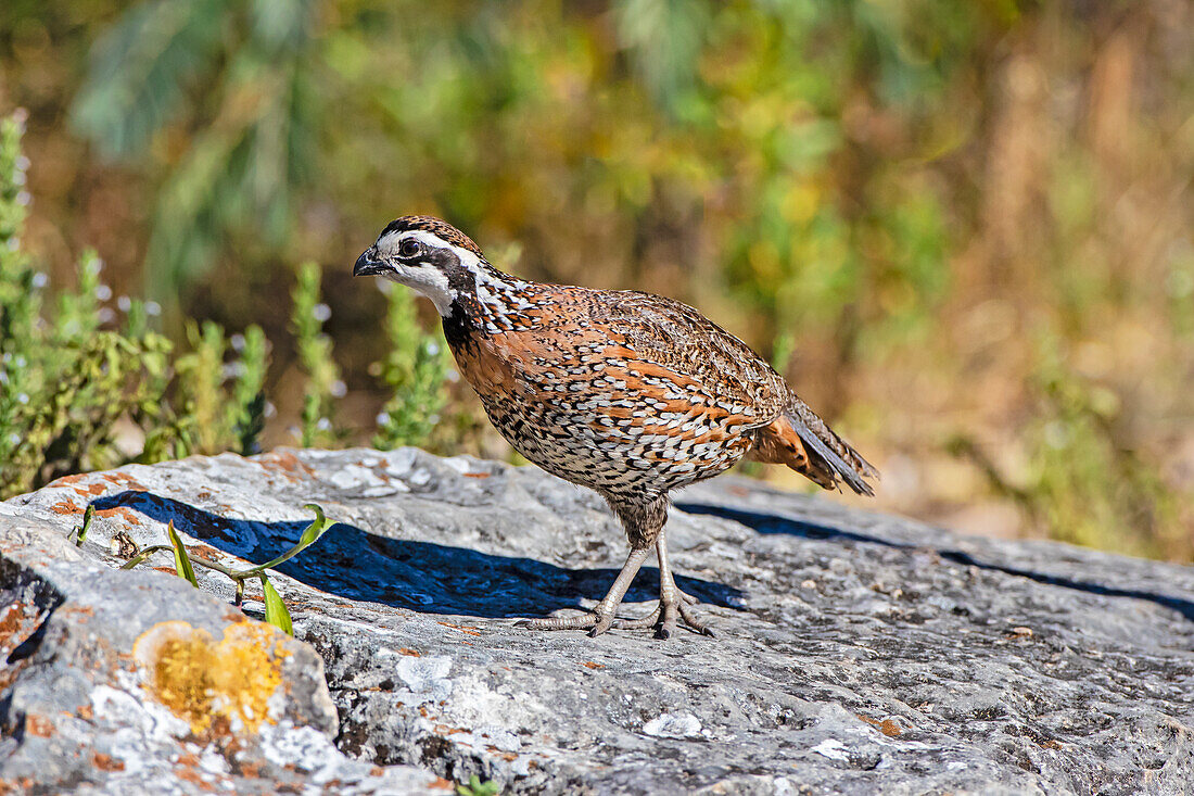 Nördlicher Bobwhite, männlich, auf Felsen