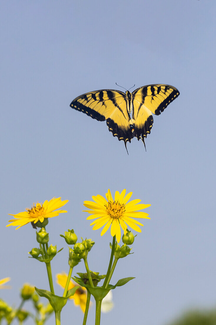 Eastern Tiger swallowtail flying from Cup plant