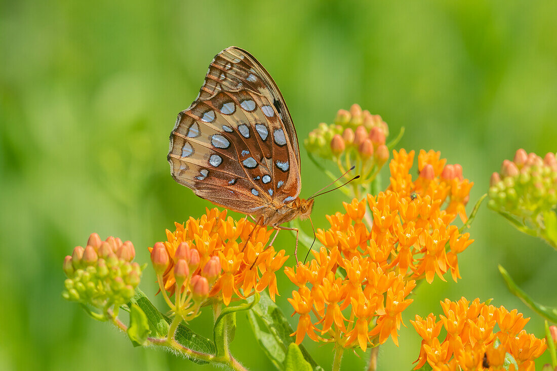 Great Spangled Fritillary on butterfly milkweed