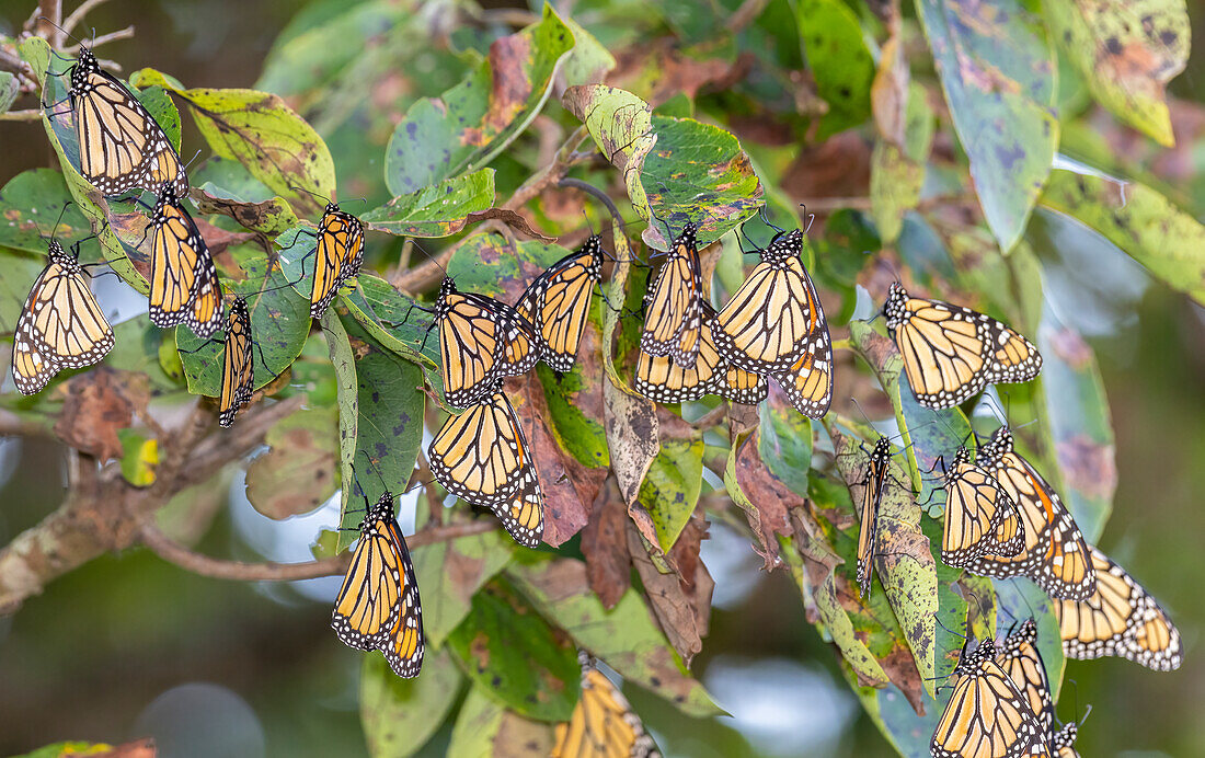 Monarchen versammeln sich zum Schlafen in einem Baum während der Wanderung nach Süden