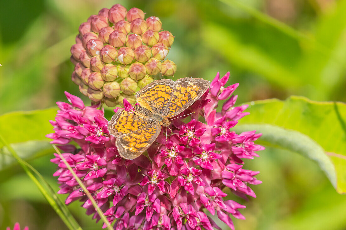 Pearl Crescent on purple milkweed