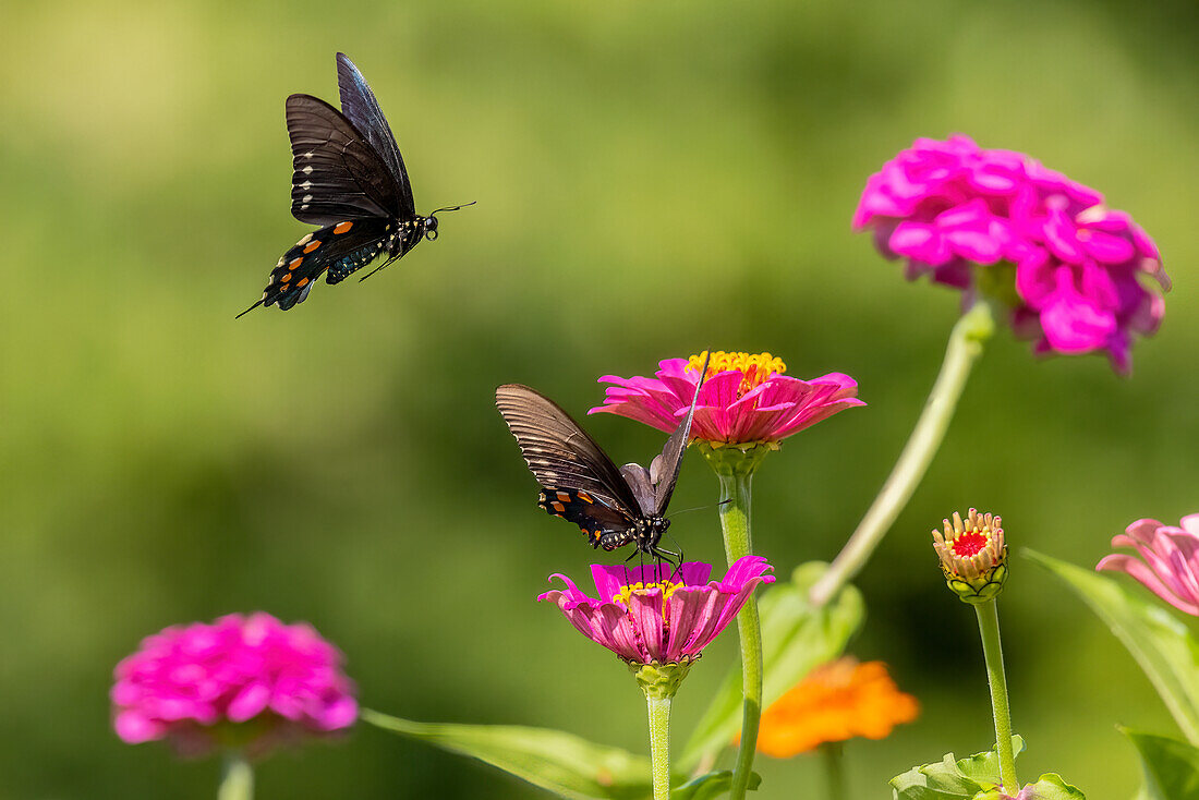 Pipevine swallowtail male flying around female zinnia.