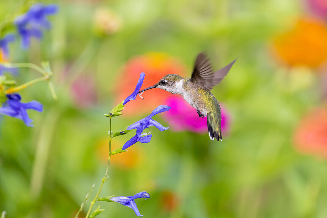 Ruby-throated hummingbird at blue ensign salvia