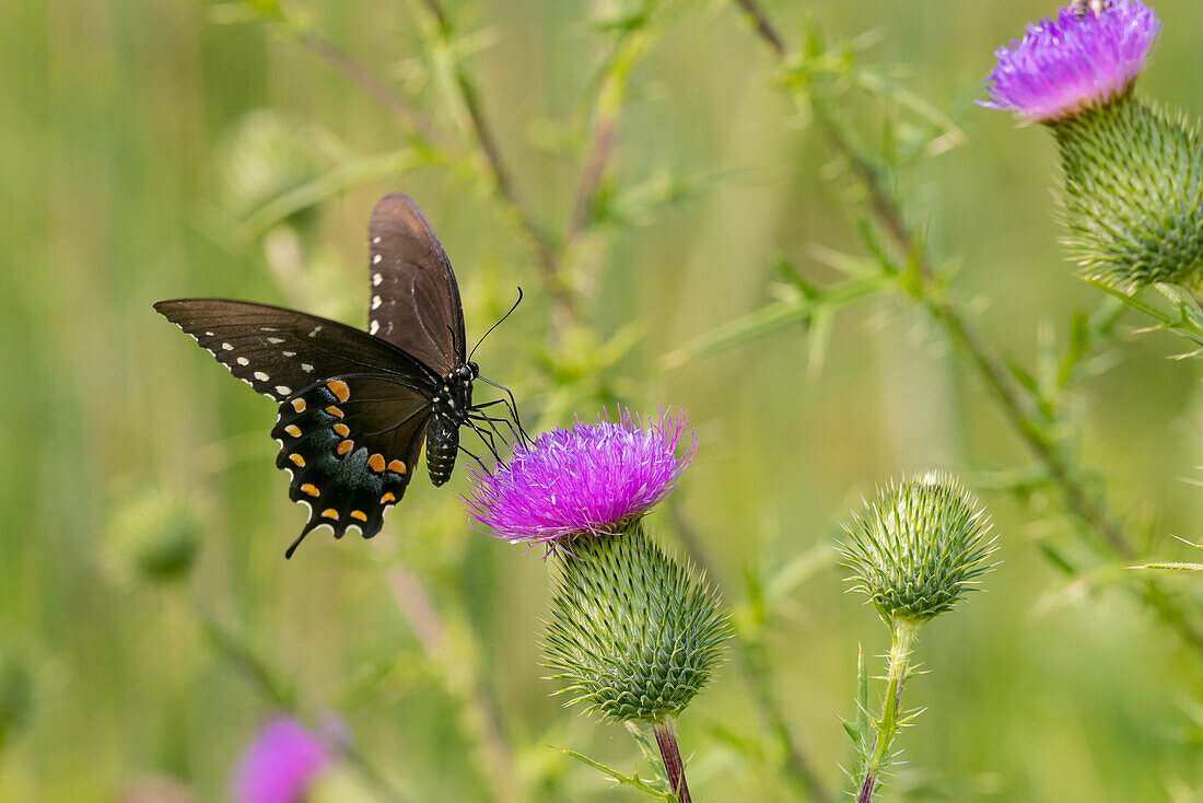 Spicebush swallowtail on Bull thistle