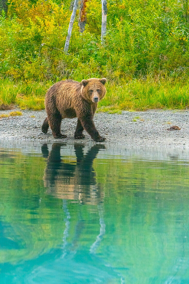 Alaska, Clarksee. Junger Grizzlybär wandert am Ufer entlang.