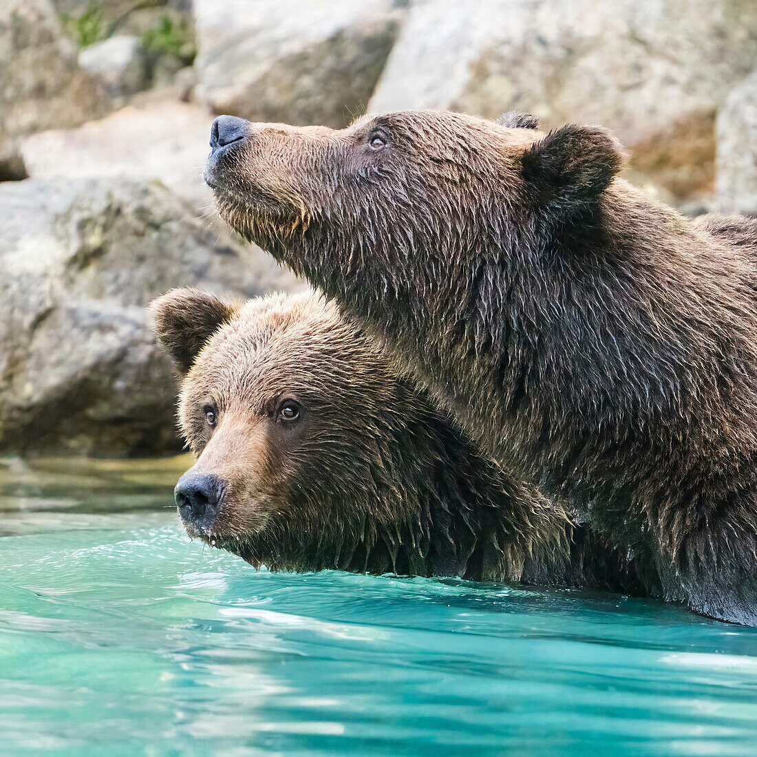 Alaska, Clarksee. Kopfschüsse von zwei Grizzlybären beim Schwimmen.