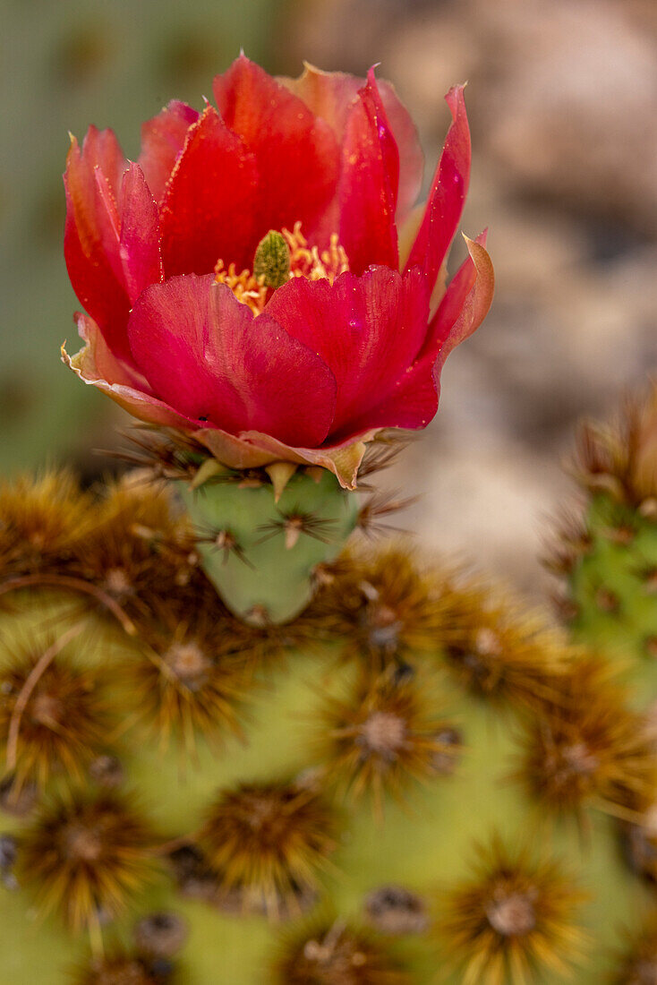 Cowboy whiskers prickly pear cactus flowering at the Arizona Sonoran Desert Museum in Tucson, Arizona, USA