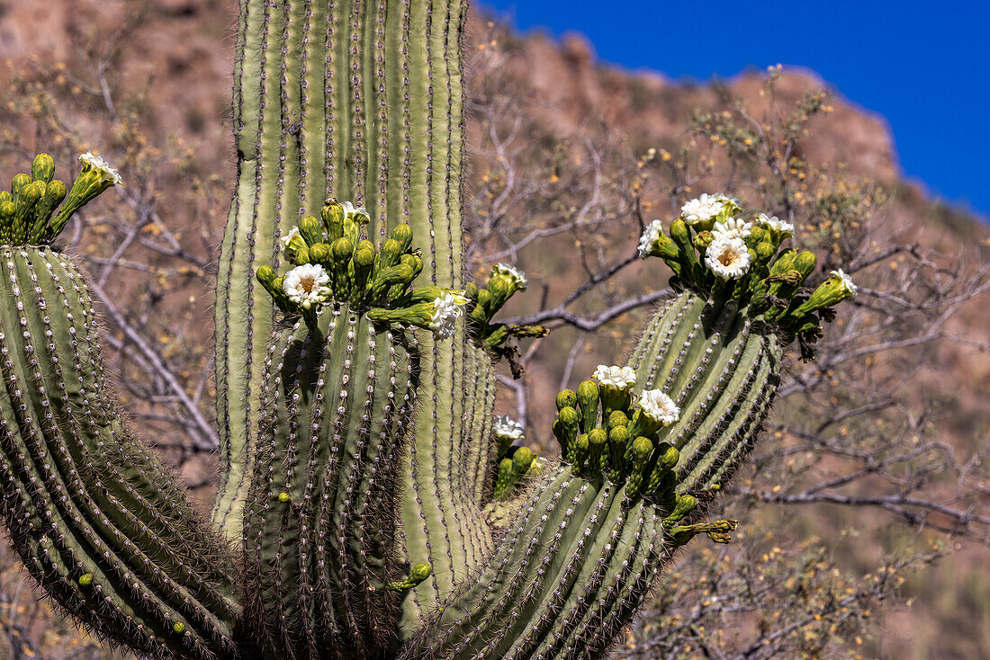 Blühender Saguaro-Kaktus im Saguaro-Nationalpark in Tucson, Arizona, USA