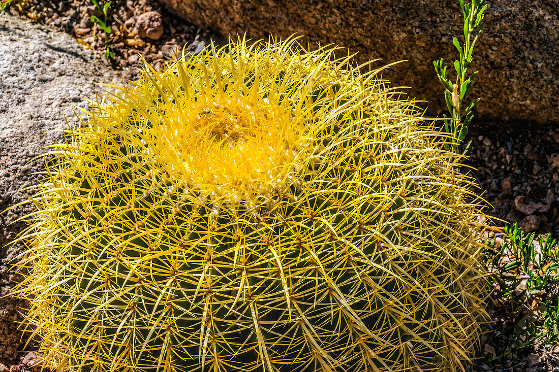 Gelbe Blüten eines blühenden Goldfasskaktus, Desert Botanical Garden, Phoenix, Arizona.