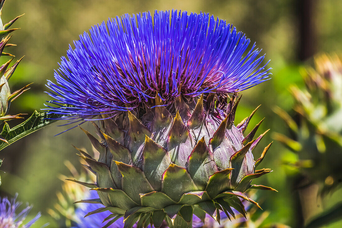 Blühende Artischockendistel, Desert Botanical Garden, Phoenix, Arizona.