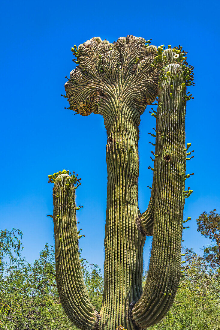 Blühender Kamm-Saguaro, Desert Botanical Garden, Phoenix, Arizona.