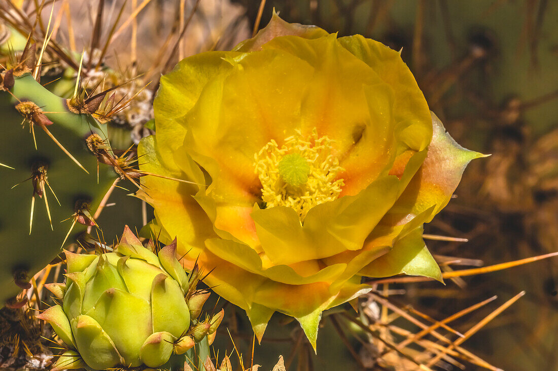 Blühender Feigenkaktus, Desert Botanical Garden, Phoenix, Arizona.