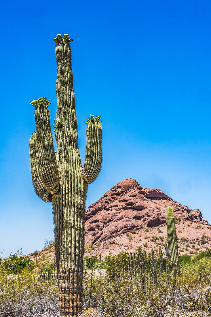 Blühender Saguaro-Kaktus, Brown Mountain, Desert Botanical Garden, Phoenix, Arizona.
