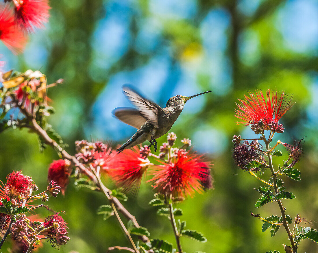 Anna's Hummingbird flying, Tucson Botanical Gardens, Tucson, Arizona.