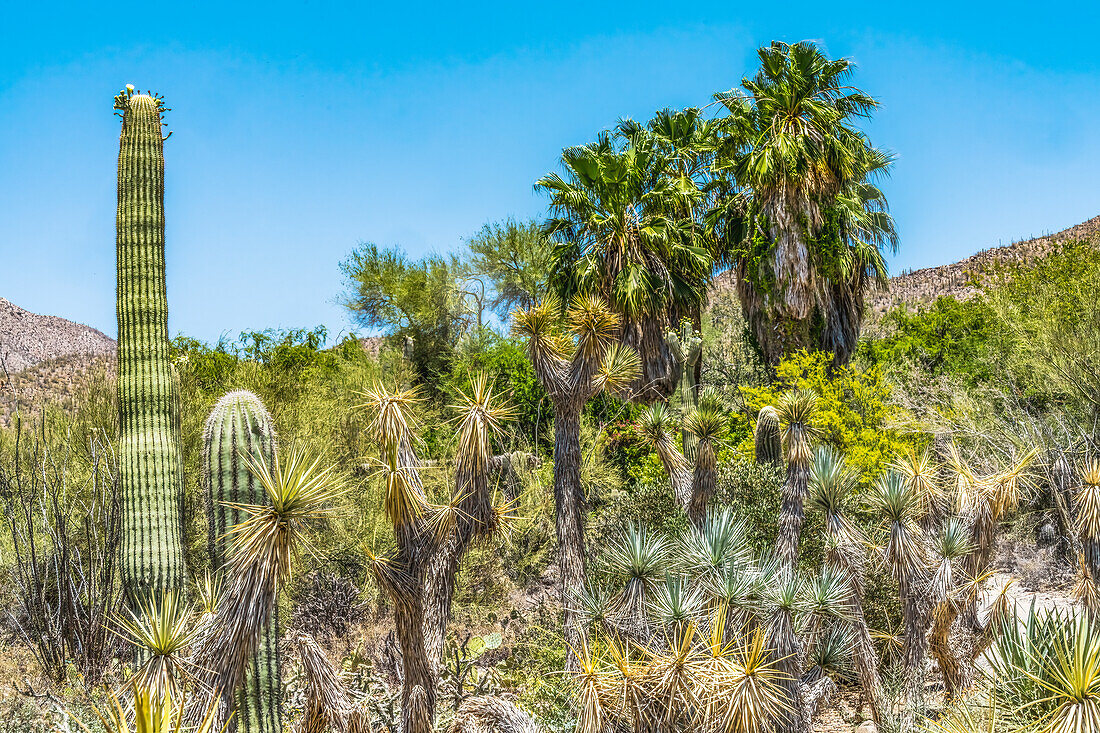 Saguaro cactus, Saguaro National Park Sonoran Desert, Tucson, Arizona. USA.