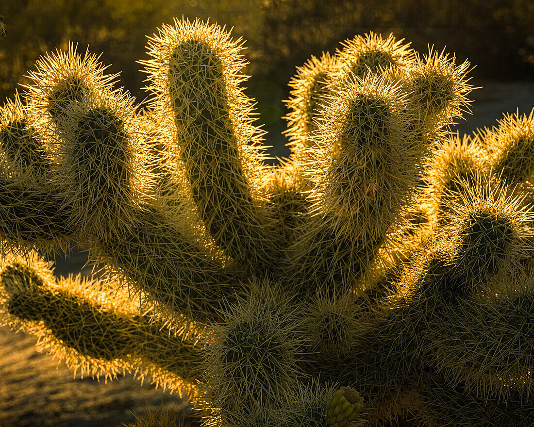 USA, California, Anza-Borrego Desert State Park. Backlit desert cactus.