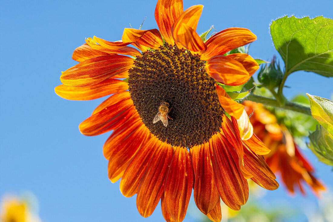 Honigbiene landet auf einer großen Sonnenblume.