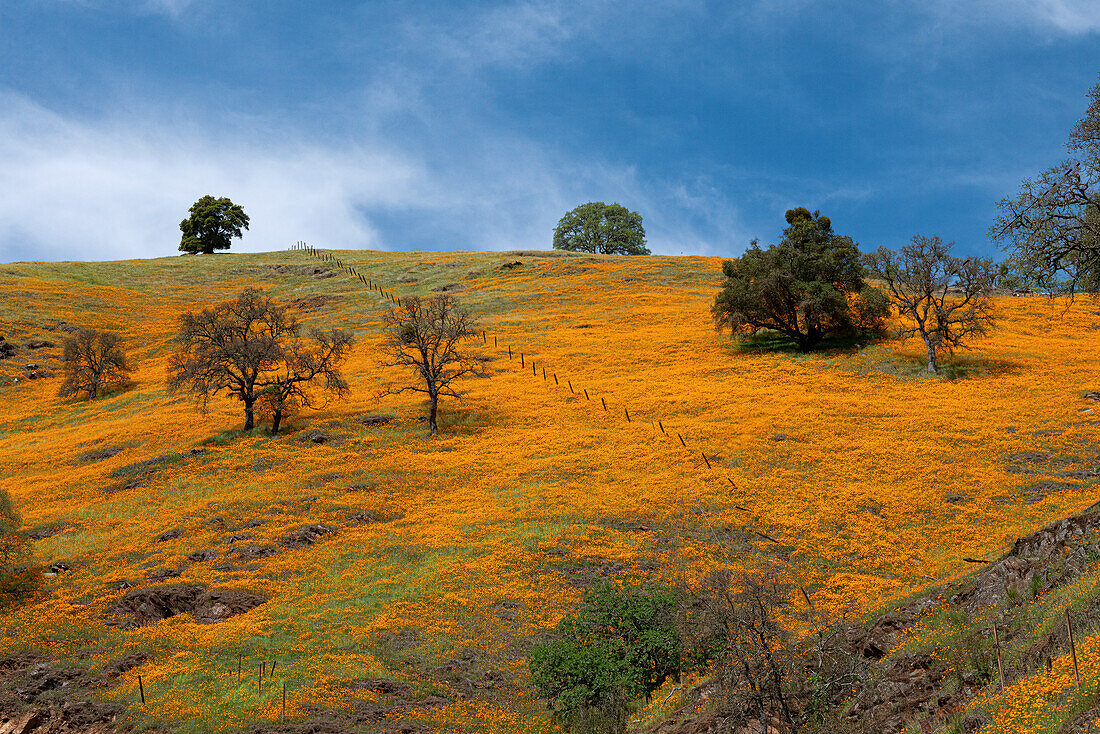 Kalifornische Mohnblumen blühen auf einem Feld in Amador County.