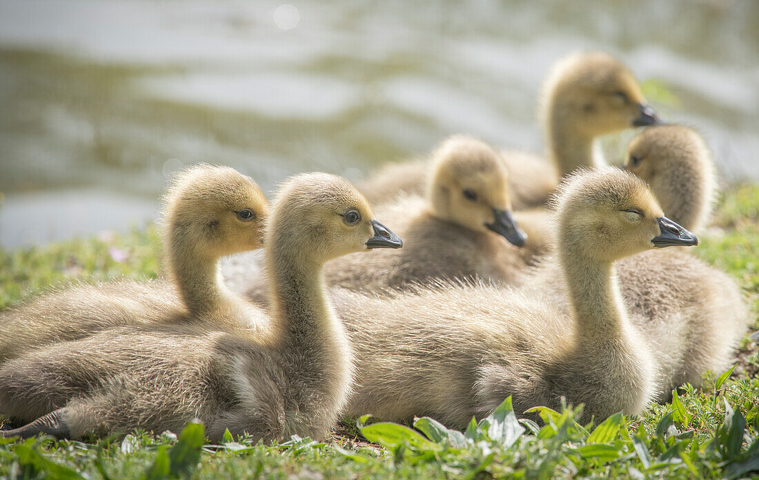 Warm and fuzzy Canada geese goslings crowd together.