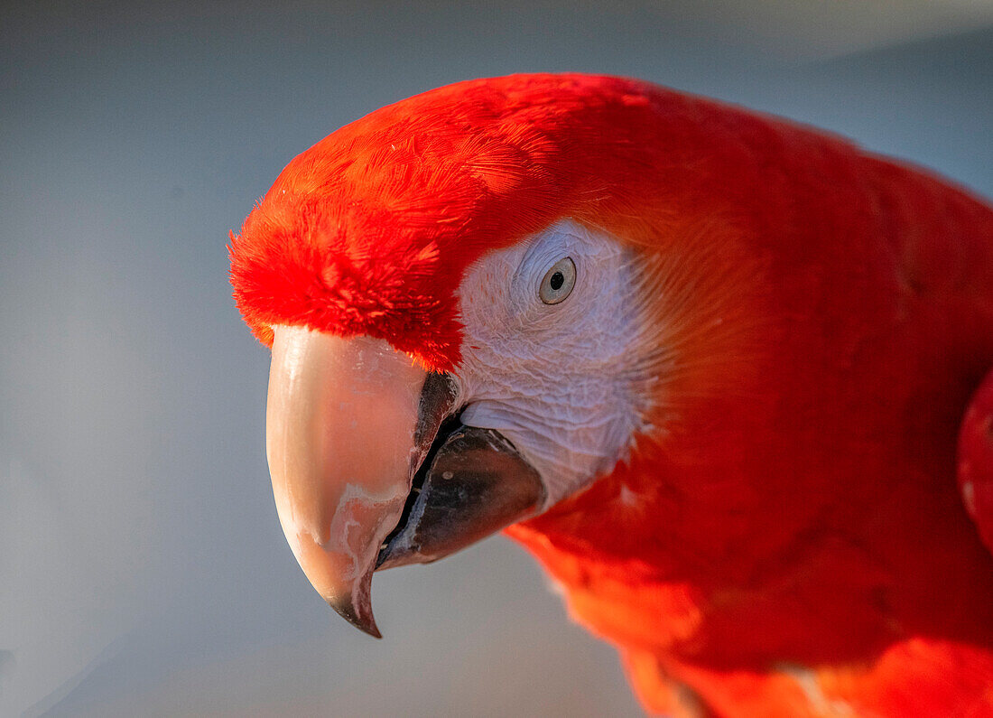 Close-up of red and blue macaw, Lotus, California, USA.