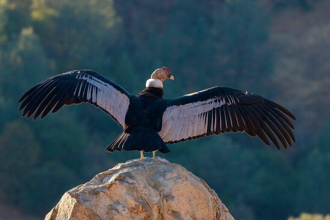 Captive Andean condor stretches its wings in Lotus, California, USA.