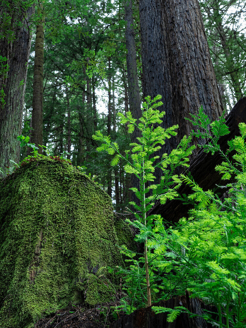 Usa, Kalifornien. Jedediah Smith Redwoods State Park, Baumsprösslinge und moosbewachsener Baumstumpf im Wald