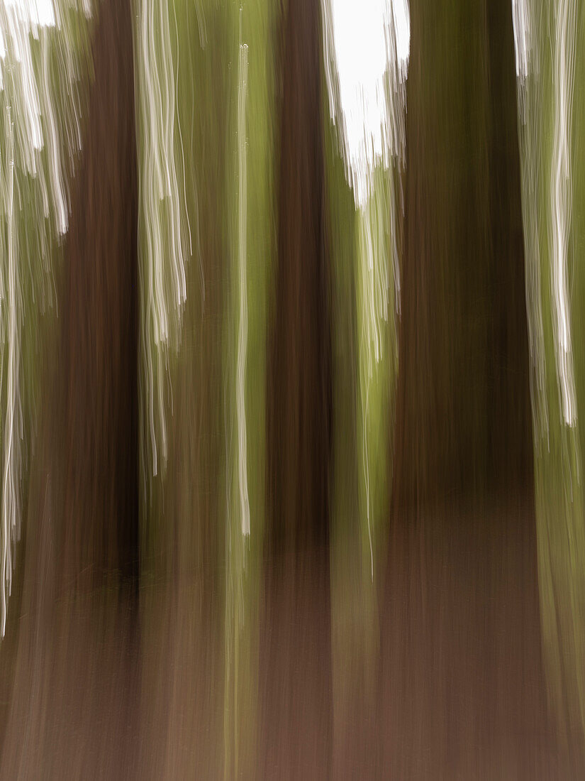 U.S.A., Kalifornien. Drei Redwood-Baumstämme