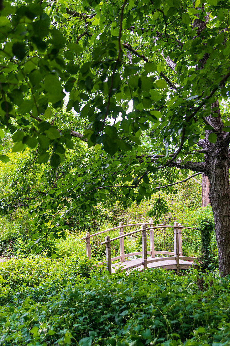 Eine Holzbrücke über einen kleinen Bach entlang eines Feldweges in einer sehr grünen, üppigen Waldlandschaft.