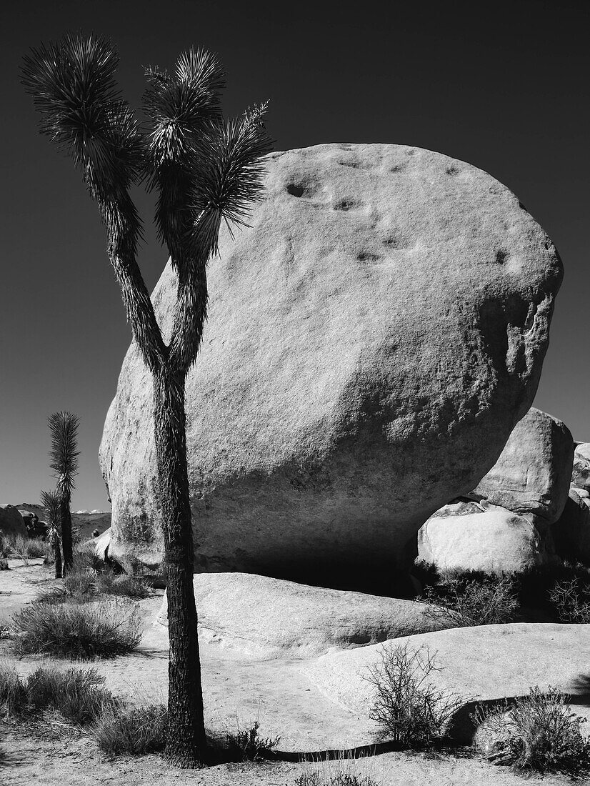 Joshua Tree National Park, Kalifornien