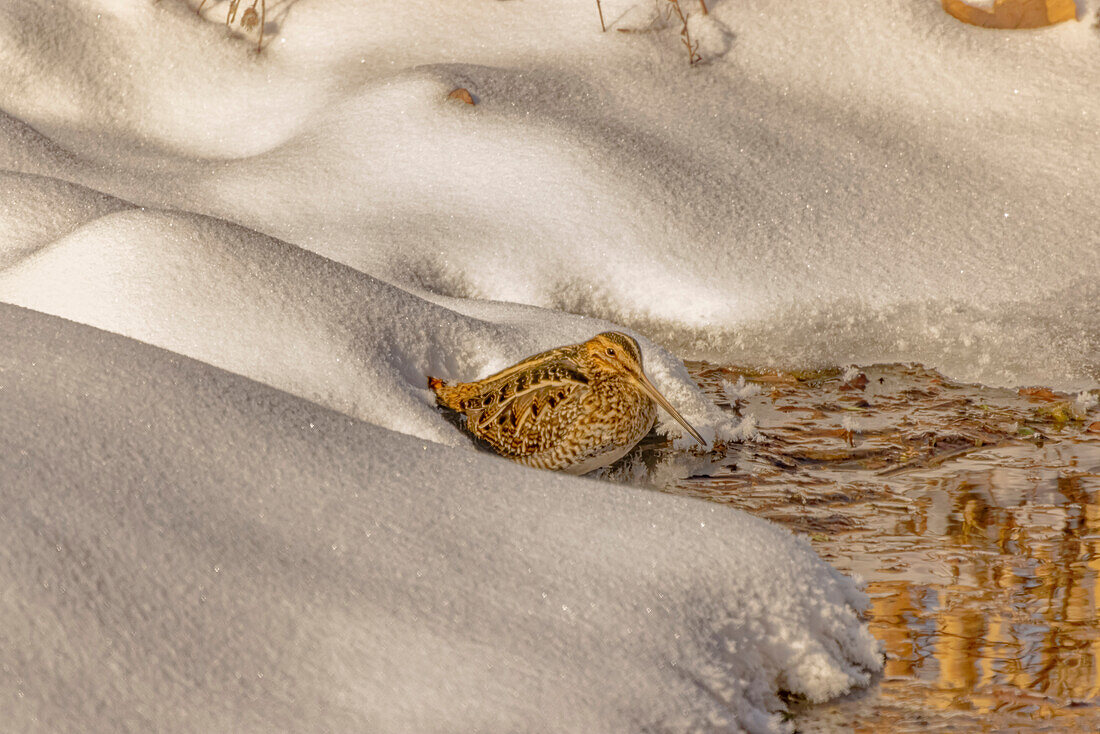USA, Colorado, Fort Collins. Wilson's Schnepfe trinkt im Winter aus einem Bach.