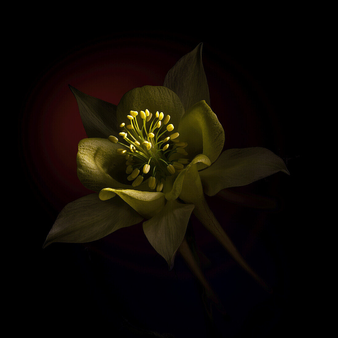 USA, Colorado, Fort Collins. Domestic columbine flower close-up.