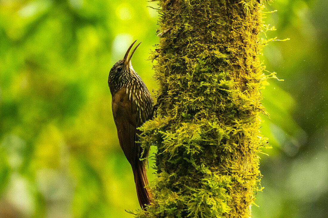Ecuador, Guango. Streifenkopf-Baumsteiger auf Baumstamm.