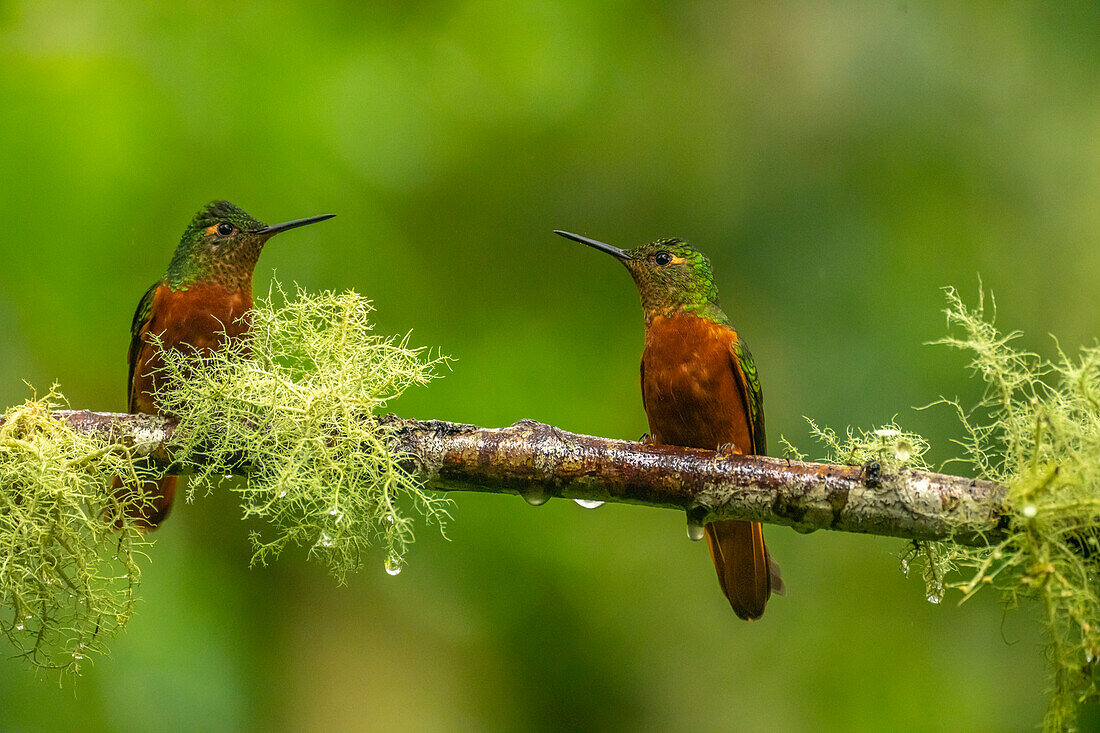 Ecuador, Guango. Chestnut-breasted coronet hummingbirds close-up.