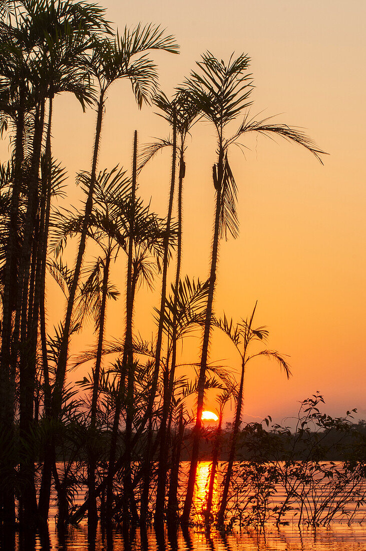 Die Sonne geht bei diesem äquatorialen Sonnenuntergang im Amazonasgebiet auf dem Breitengrad 0 unter.