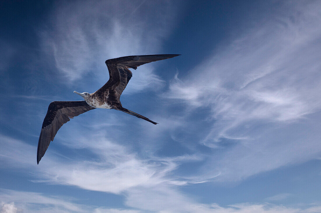 Bird soars above a ship in the Galapagos.
