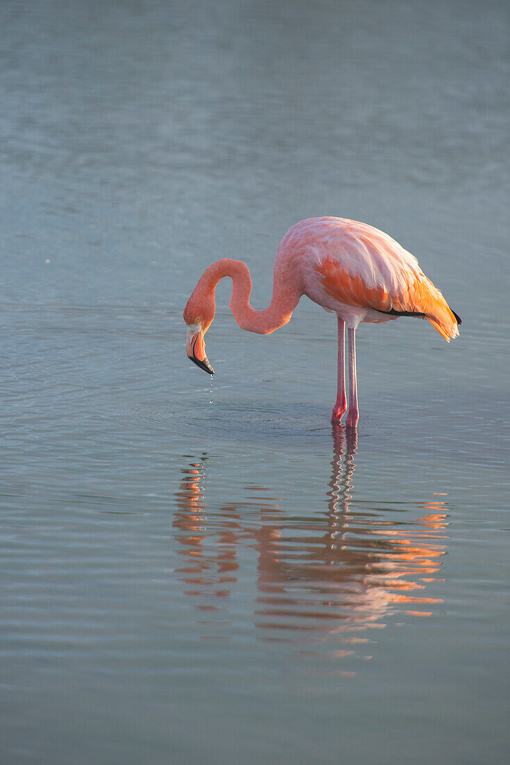 Flamingo auf Nahrungssuche in einer Flussmündung auf den Galapagos-Inseln.
