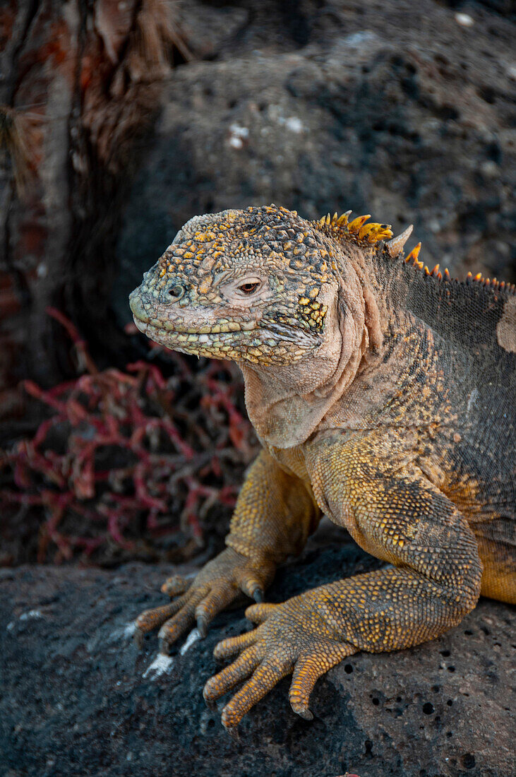 Yellow iguanas are found on six islands in the Galapagos. Color varies slightly by island.