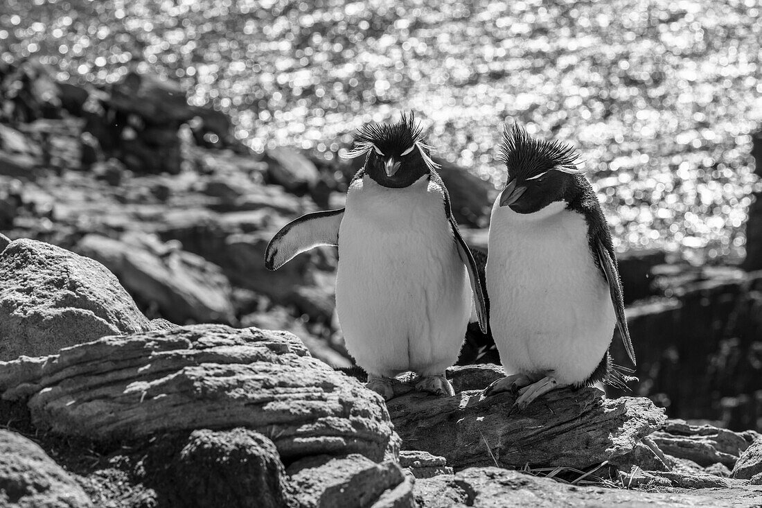 Falkland Islands, black and white image of pair of rockhopper penguins nesting on cliff, New Island