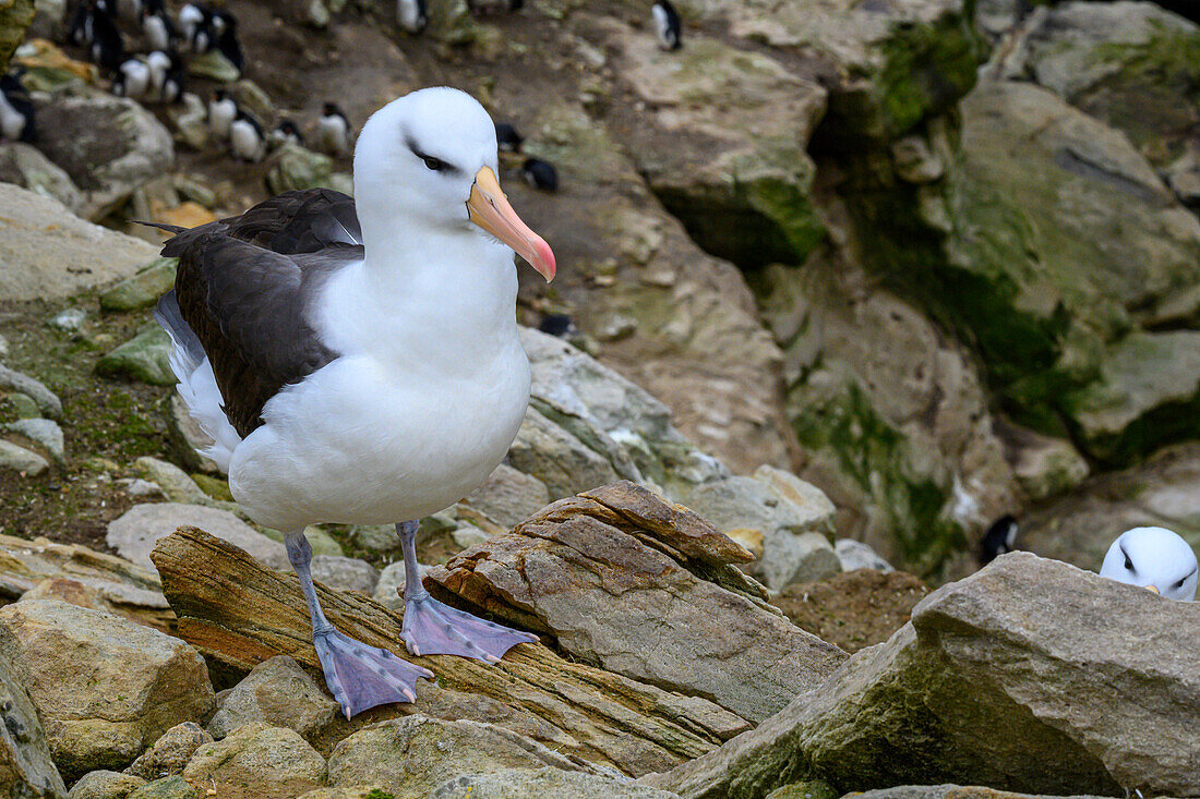 Falklandinseln, Schwarzbrauenalbatros auf New Island