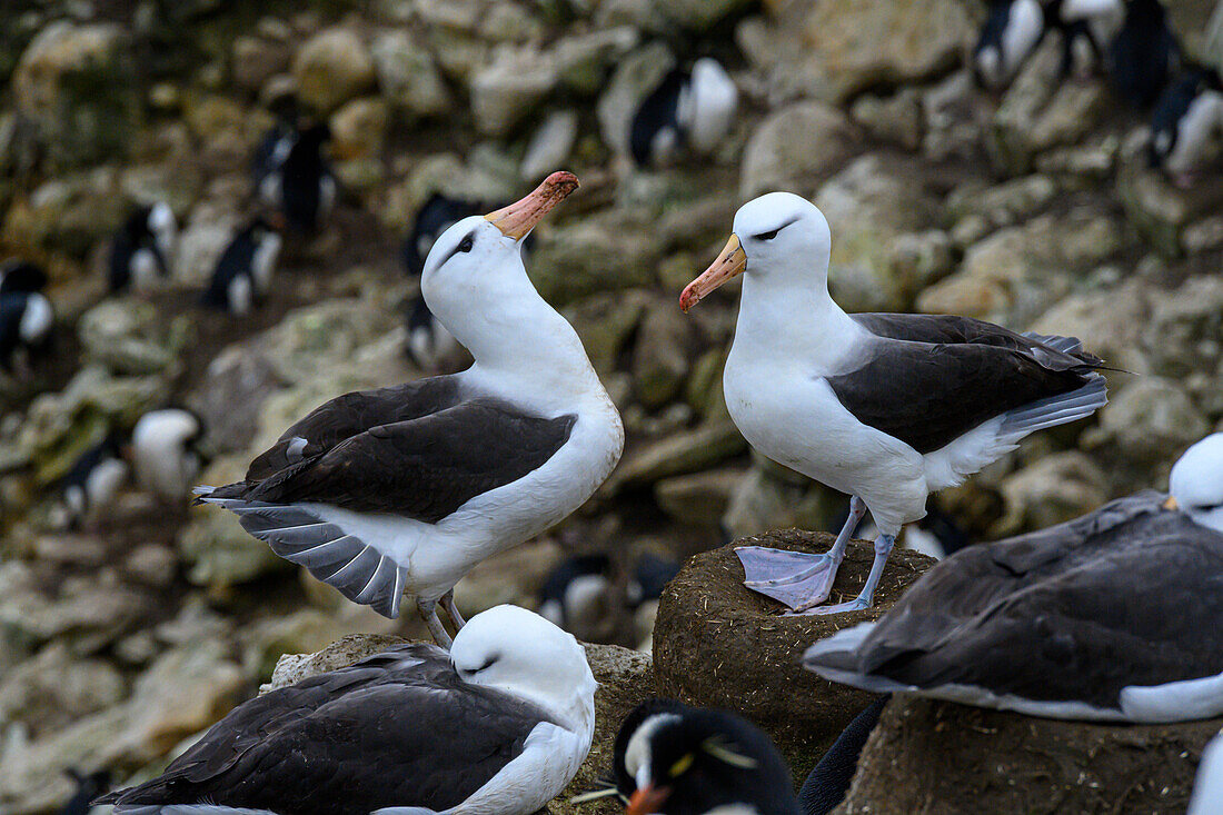 Falkland Islands, courtship behavior of black-browed albatross New Island