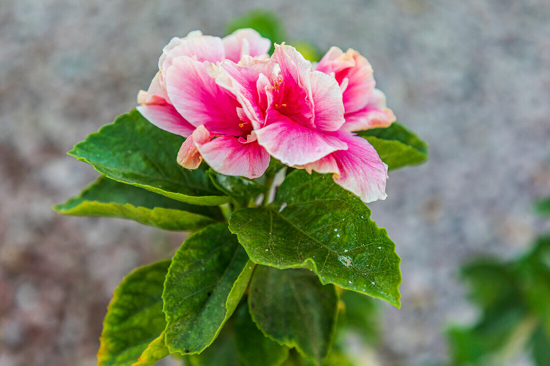 Loreto, Baja California Sur, Mexiko. Eine rosa Blume entlang der Straße.