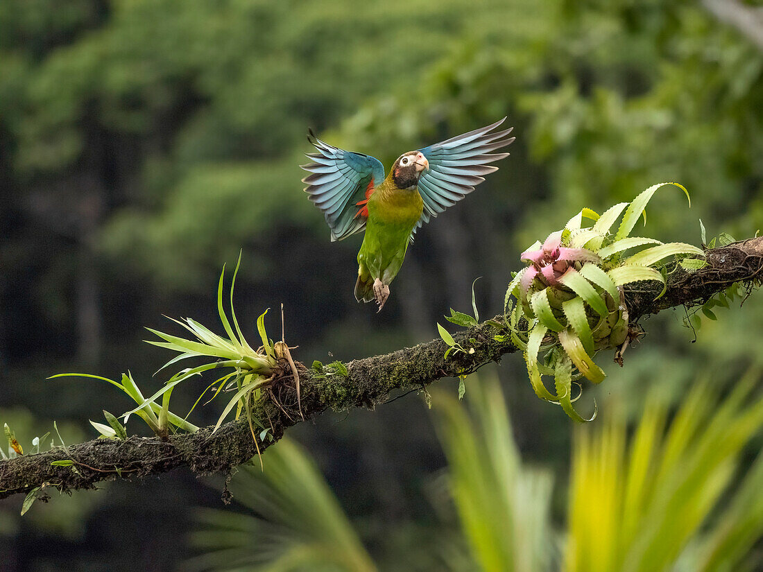 Papagei mit brauner Kapuze, Costa Rica, Mittelamerika