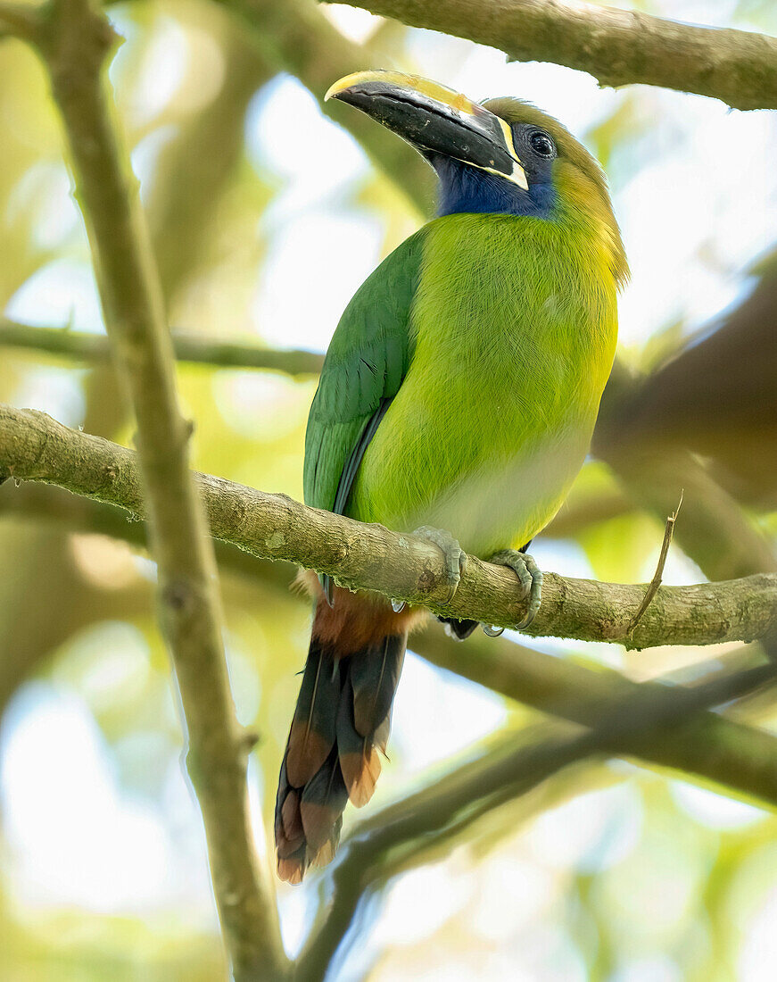 Smaragdtukanet, Costa Rica, Mittelamerika
