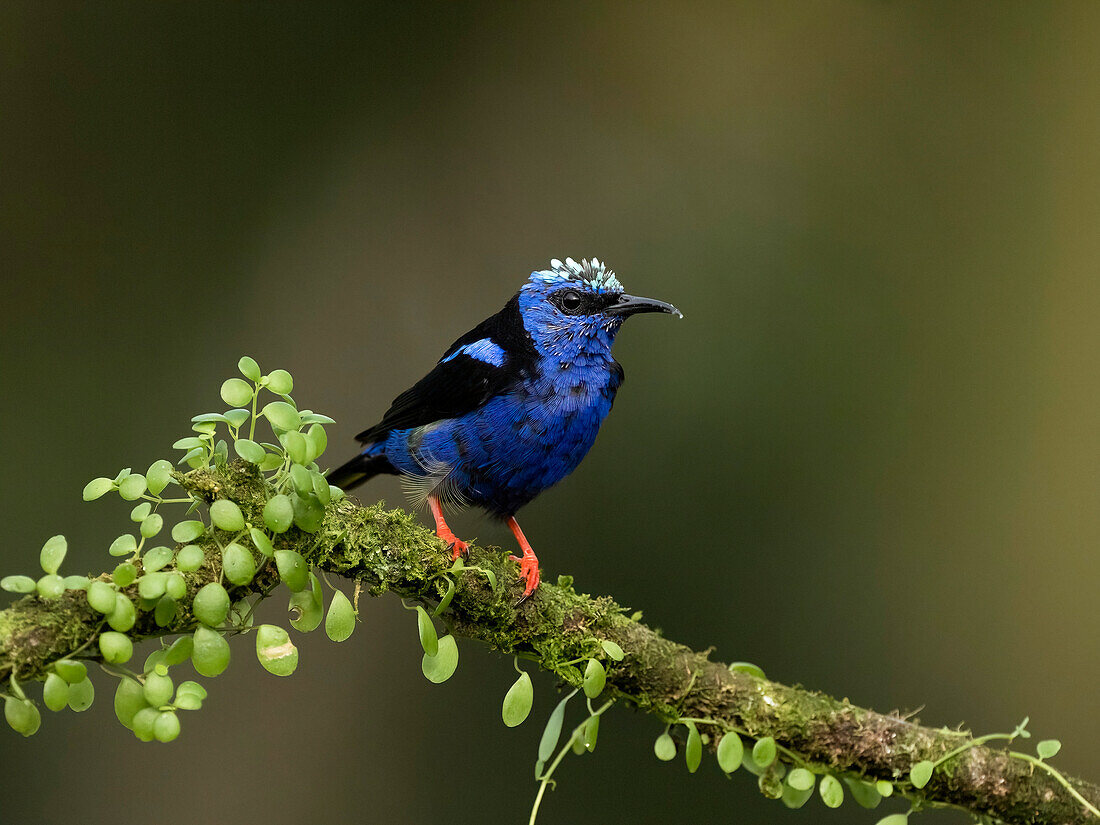 Rotbeiniger Honigdieb, Costa Rica, Mittelamerika