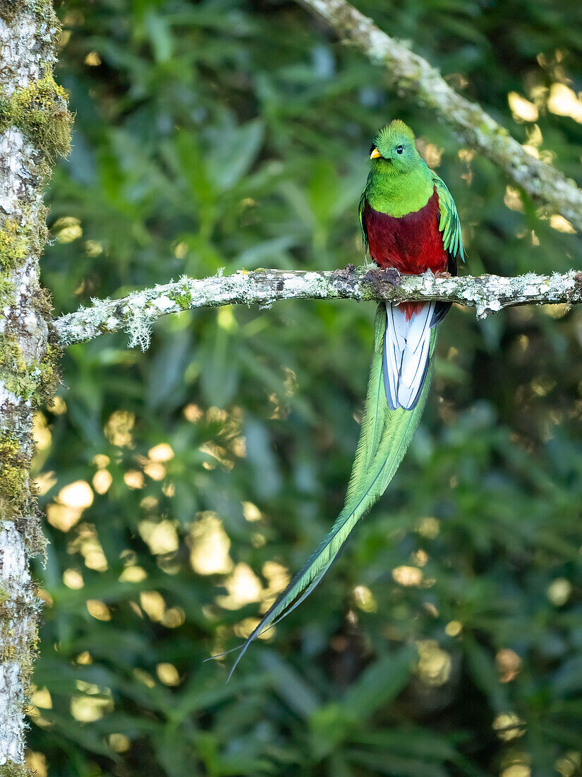 Prachtvoller Quetzal, Costa Rica