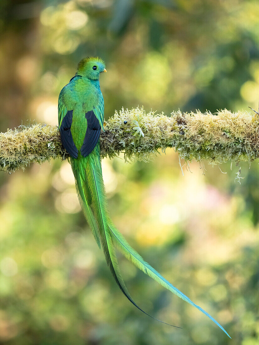 Resplendent quetzal, Costa Rica