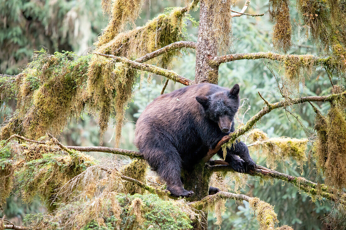 Schwarzbärenjunges findet Schutz in einem Baum am Anan Creek.