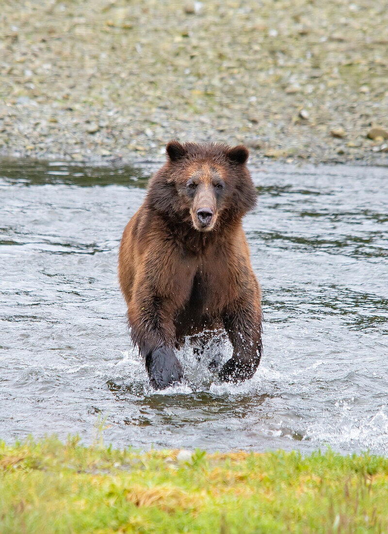 Brown bear chases after a salmon dinner at Pack Creek.