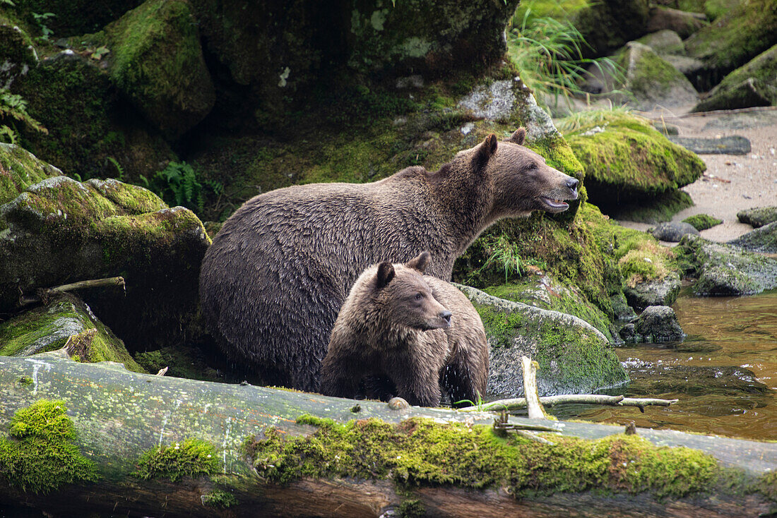 Brown bear cub staying close to mom at Anan Creek.