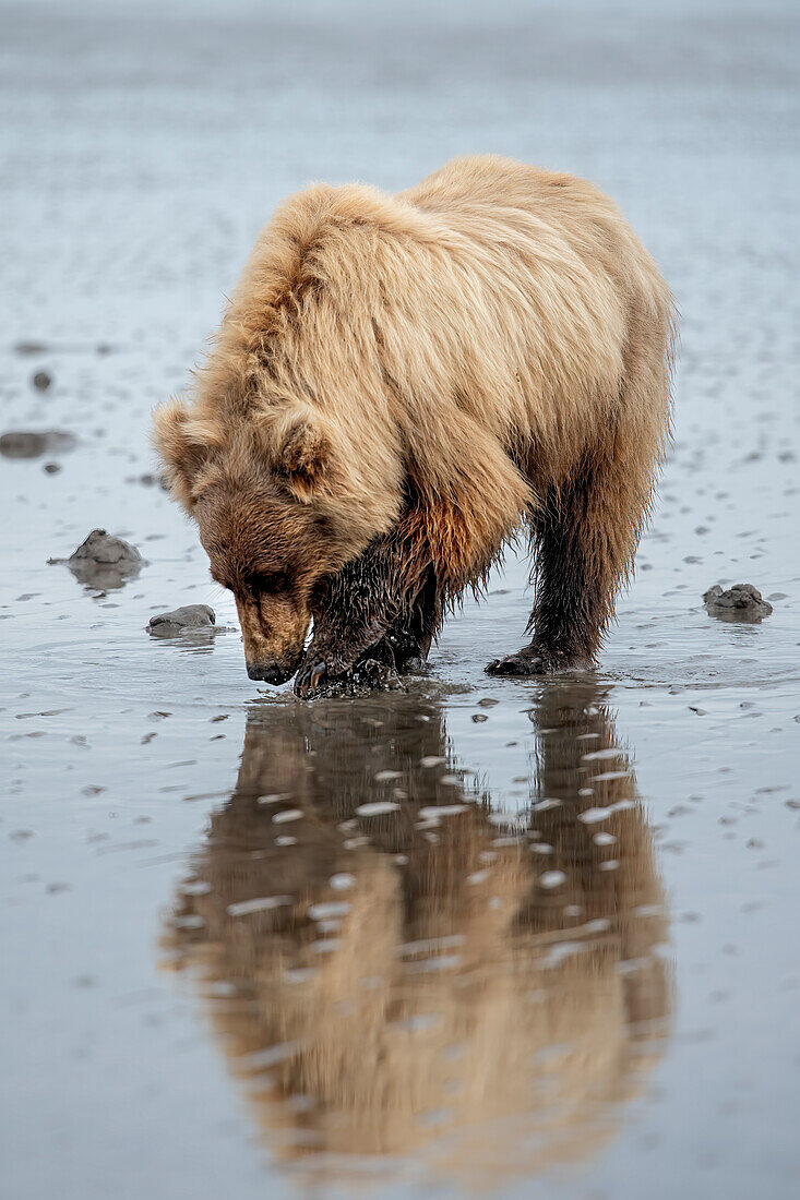 Brown bear digs for clams in the mud of Cook Inlet.